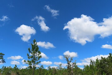 Fototapeta premium Spruce trees on blue sky and clouds background in Florida nature