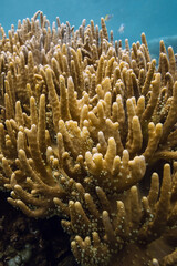 Obraz premium Corals close up. Tranquil underwater scene