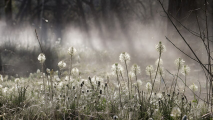 Ethereal frost covered plants in a dreamy winter garden