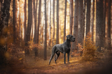 A majestic blue Great Dane stands in a forest during autumn. Golden light filters through the trees, creating a beautiful landscape. The dog is alert and looking off to the side