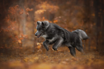 A beautiful gray wolfdog runs actively through an autumn forest with colorful leaves on the ground and trees. The soft light highlights the dog's coat and the scenic fall landscape