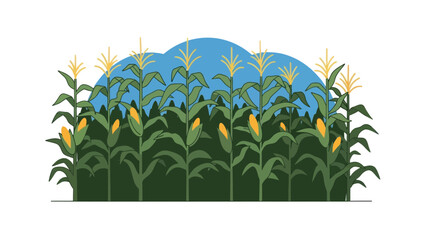 Fototapeta premium Corn field vector illustration, agriculture