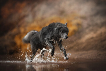 A grey Wolfdog is running through shallow water. Splashes are visible as the animal moves quickly towards the viewer, creating a dynamic and energetic feeling within the autumnal outdoor landscape
