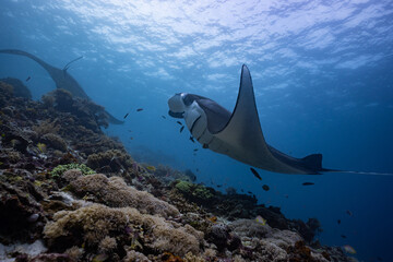 Manta Ray in Komodo © Kaifa