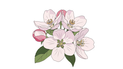 Fototapeta premium Apple Blossom Floral Illustration