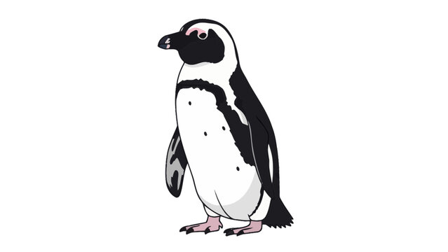 African penguin standing isolated on white