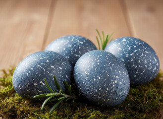 Blue speckled eggs with rosemary sprig on moss bed. Easter festive nature theme with speckled egg decoration perfect for Spring holiday.