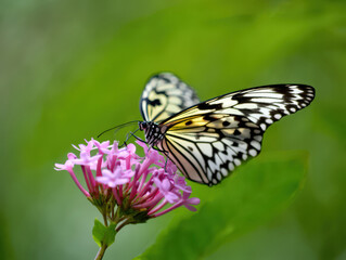Naklejka premium A Delicate Tree Nymph Butterfly Perched on Pink Flowers with a Soft Green Background, Showcasing the Intricate Details of Nature's Design and the Harmony of Colors