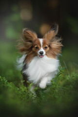 A happy Papillon dog is running through some grass, on a bright summer day. Its fur and ears are flowing in the wind, and its tongue is playfully sticking out
