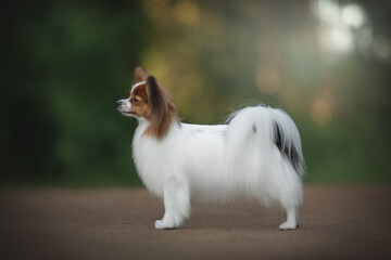 A beautiful Papillon dog stands in a park during the summer. The small canine breed exhibits its characteristic fluffy fur and distinctive butterfly-like ears in the natural light