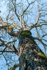Fototapeta premium tree in the forest