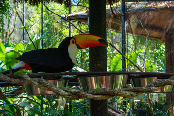 yellow billed toucan © Istorozuk