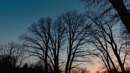 Fototapeta premium Silhouette_bare_trees_at_dusk_against_blue_sk_3