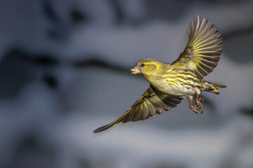 Zeisig (Carduelis spinus) Weibchen