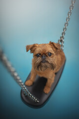 A cute Brussel Griffon sits patiently on a black swing, looking directly at the camera. The dog's expressive face and wirehair fur is clearly seen against a soft blue backdrop