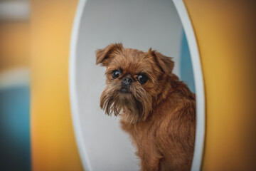 A brown, wirehaired Brussel Griffon dog stares inquisitively from the opening of a playful yellow structure. The dog seems alert and interested in something outside of the frame