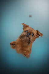 A cute, wire-haired, brown Brussel Griffon dog leans its paws on a glass surface. The dog gazes downward with curiosity, framed against a soft, blue background
