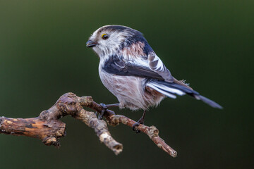 Schwanzmeise (Aegithalos caudatus) © Rolf Müller