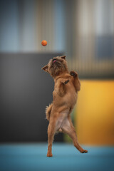A light brown Brussels Griffon dog with wiry fur stands on its hind legs. The canine is looking up at a small basketball, seemingly ready to catch it