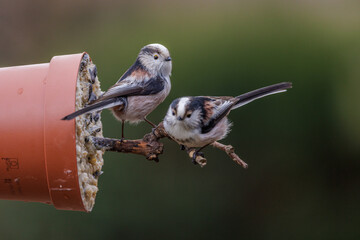 Schwanzmeise (Aegithalos caudatus) © Rolf Müller