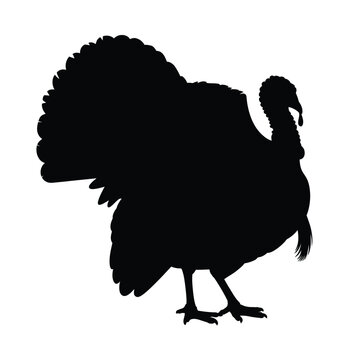 A striking silhouette of a wild turkey in profile view