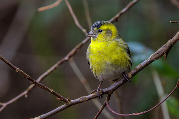 Zeisig (Carduelis spinus) M&auml;nnchen