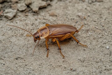 Cockroach Crawling on Rough Cement Wall Surface