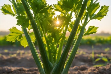 Fresh celery plants grow in a sunny field with green leaves and long stems.