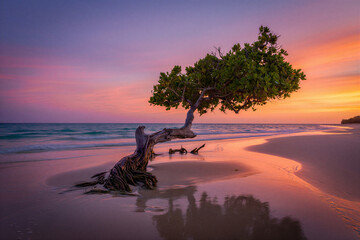 A tree on a beach at sunset with purple and orange hues in the sky and water  serene landscape scene