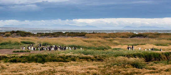 Colony of King penguins of ocean coastline in Chile