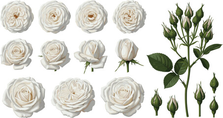 White Rose Flower Vector Set with Blooming Roses Buds and Green Leaves in Elegant Botanical Style for Floral Design Projects © munzuara