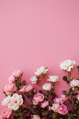 Fresh Pink Roses on Solid Pink Background with Copy Space 