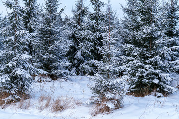 snow covered pine trees © talavietis