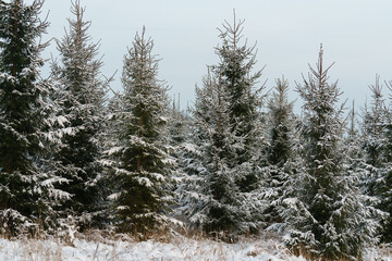 snow covered pine trees © talavietis