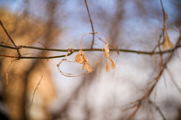 Macro branch with dry maple seeds hanging against a soft bokeh background. Close-up nature detail of withered flora in late autumn or winter. Photo