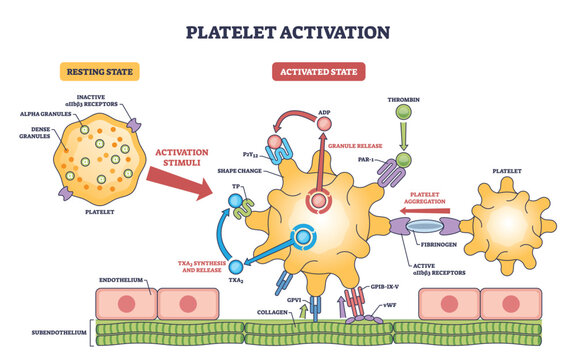 Platelet activation pathway shows transition from resting to activated states with aggregation, key objects, platelet, receptors, fibrinogen. Outline diagram