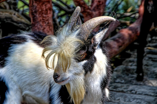 A portrait of a goat in nature in Vietnam