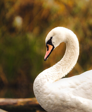 Swan closeup pohoto