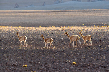 Guanaco in Atacama Desert, Chile South America.