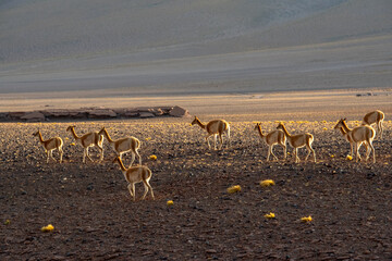 Guanaco in Atacama Desert, Chile South America.