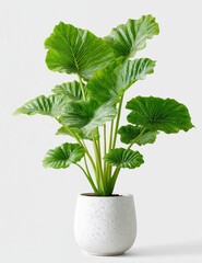 Lush green alocasia plant with large textured leaves in a speckled white pot against a plain background