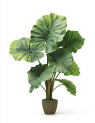Lush green alocasia plant with large textured leaves in a stone pot image