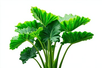 Lush vibrant green alocasia plant with large textured leaves on white background image