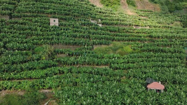 Smooth aerial drone shot of banana plantations stretching along southern coastline of Madeira Island, filmed near Cascata dos Anjos. Scene shows lush green banana fields set against volcanic  terrain