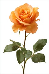 Single orange rose with green leaves on white background flower single flower