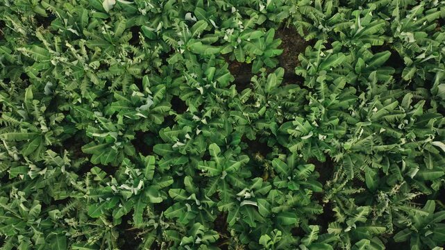 Smooth aerial drone shot of banana plantations stretching along southern coastline of Madeira Island, filmed near Cascata dos Anjos. Scene shows lush green banana fields set against volcanic  terrain