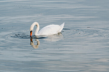 Cygnes tubercul&eacute;s plongeant la t&ecirc;te dans l'eau pour se nourrir
