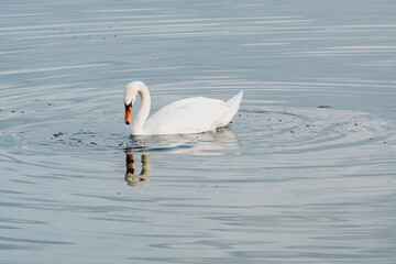 Cygne nageant dans un lac aux eaux calmes