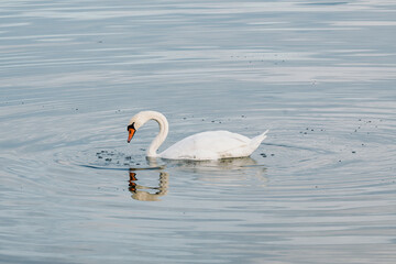 Cygne nageant dans un lac aux eaux calmes