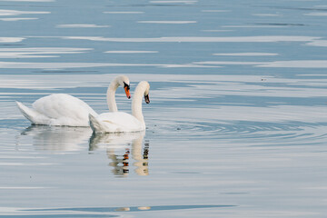 Cygnes  nageant dans un lac aux eaux calmes